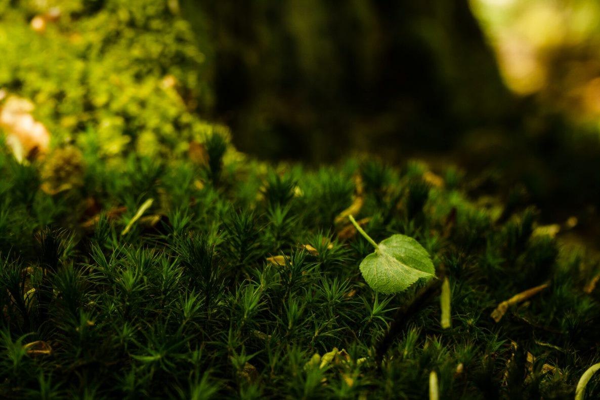 Waldbaden Moos | © Gabriele Arzdorf