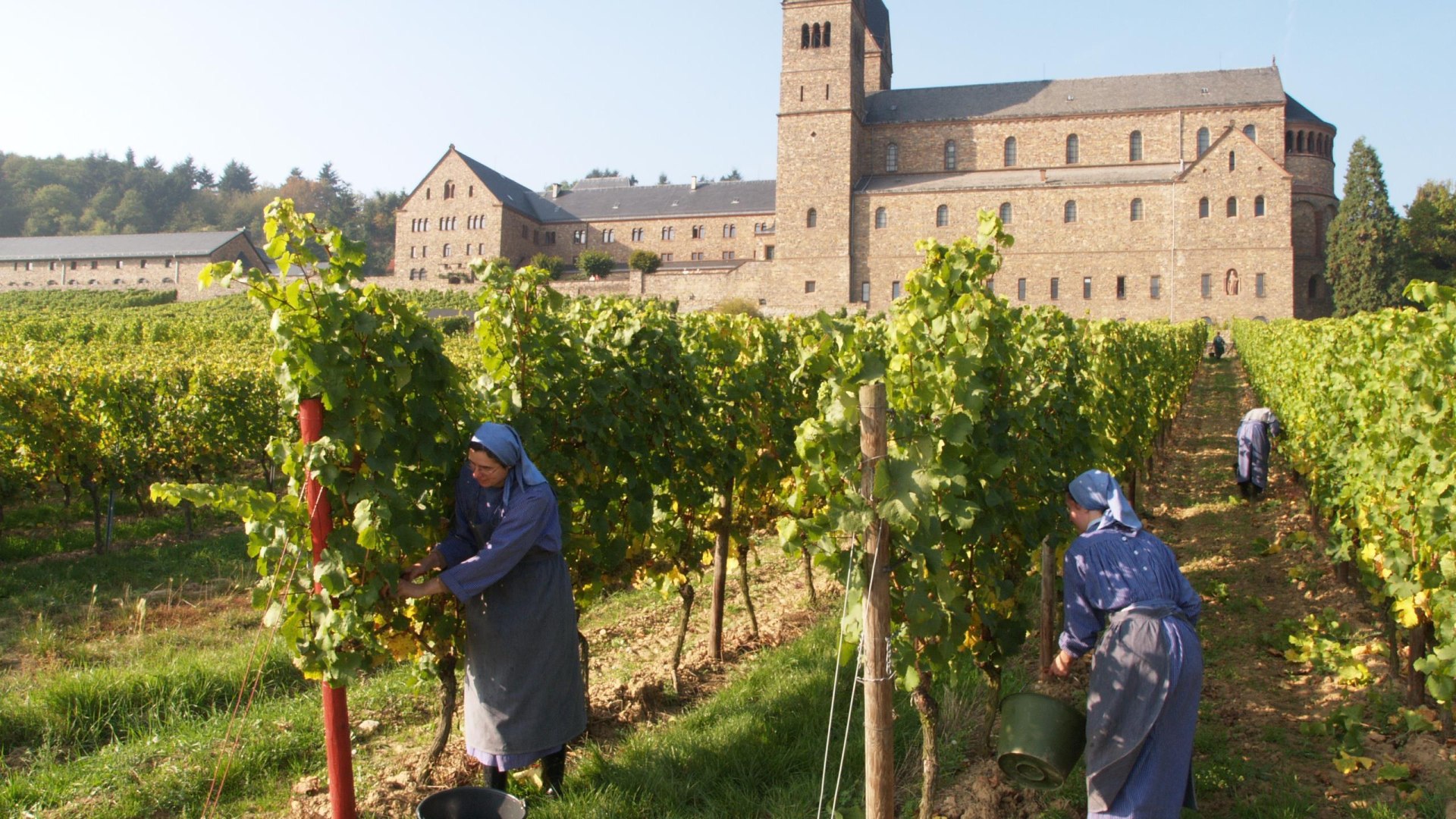 Weinlese | © Vereinigung der Benediktinerinnen zu St. Hildegard