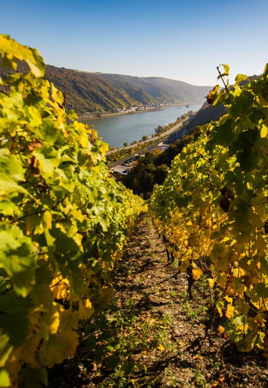 Wine landscape near Oberwesel | © Henry Tornow