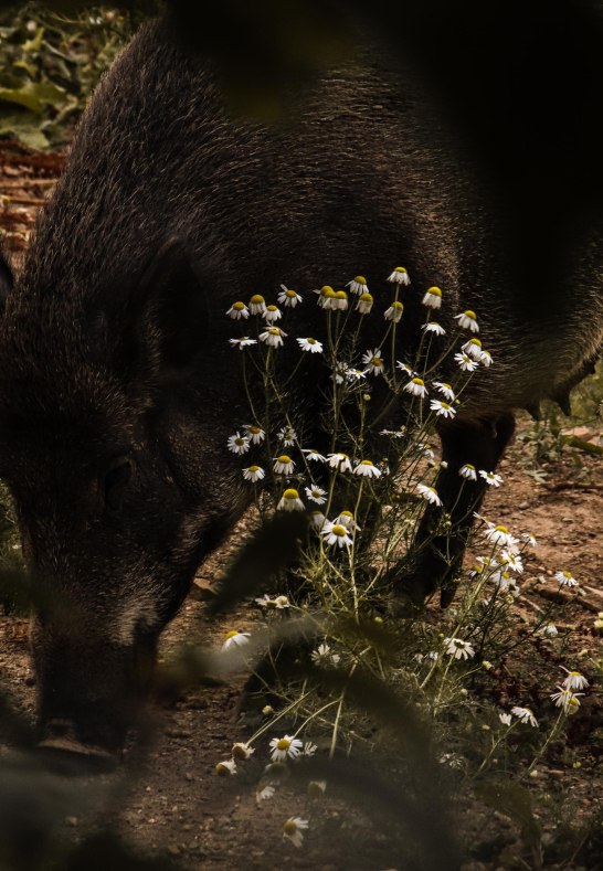 Schwein | © Johannes Bruchhof