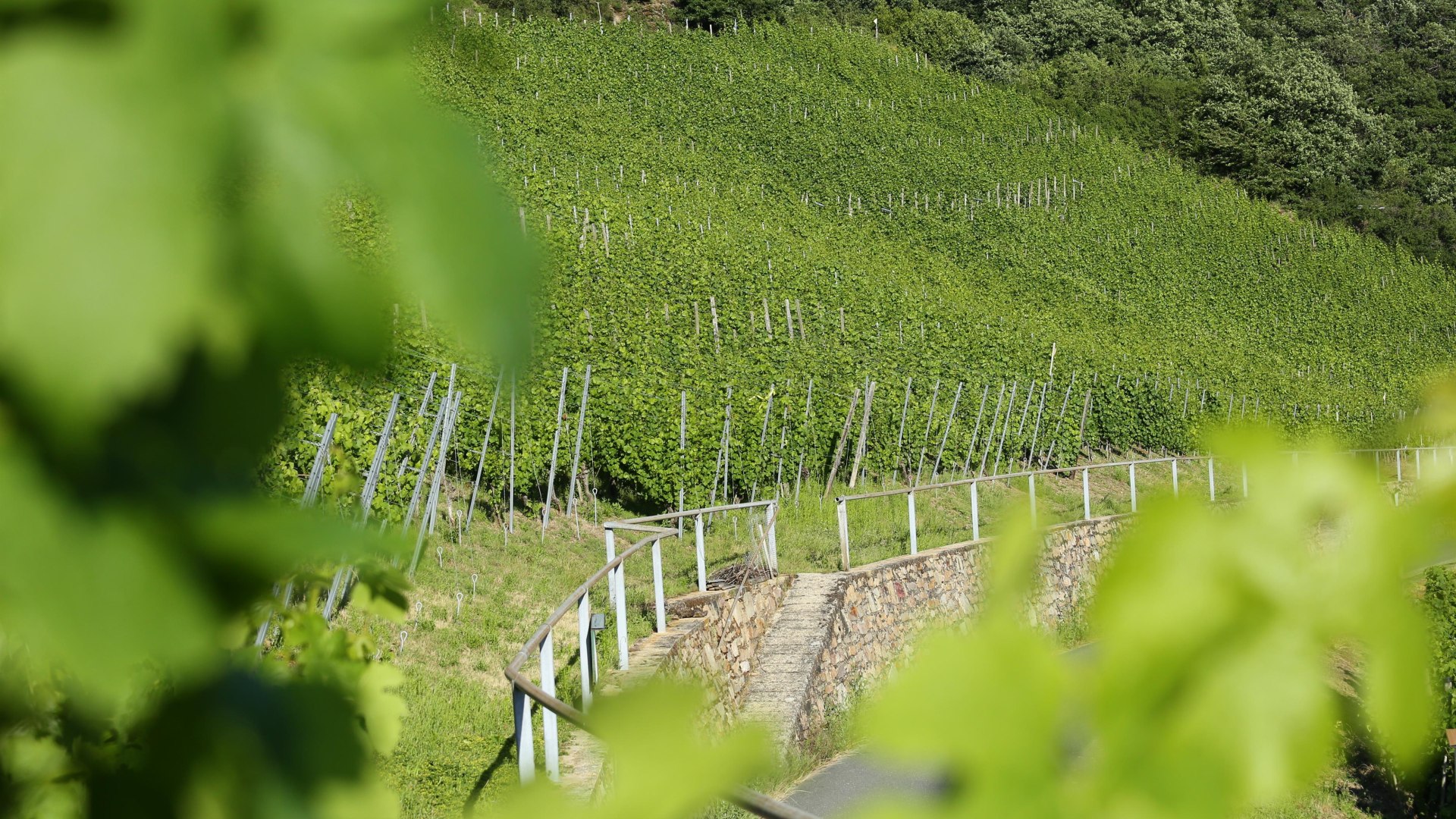 Weinberge | © Winzergenossenschaft Bornich