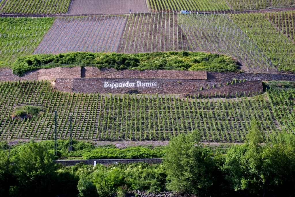 Weinberg mit Schriftzug | © Petra Winkler