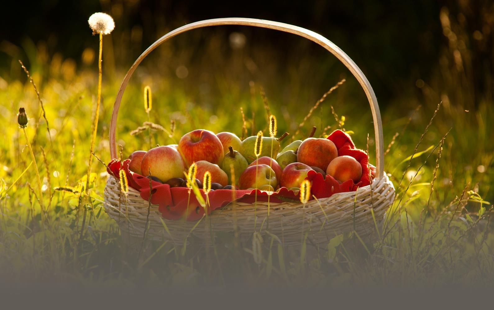 Obstkorb | © Kappest/Verbandsgemeinde Weißenthurm