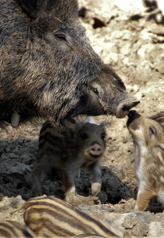 Wildschweine | © Tessa von Lüdinghausen