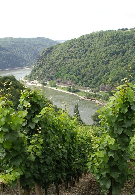 Weinberg an der Loreley | © Rheintouristik Tal der Loreley e.V.