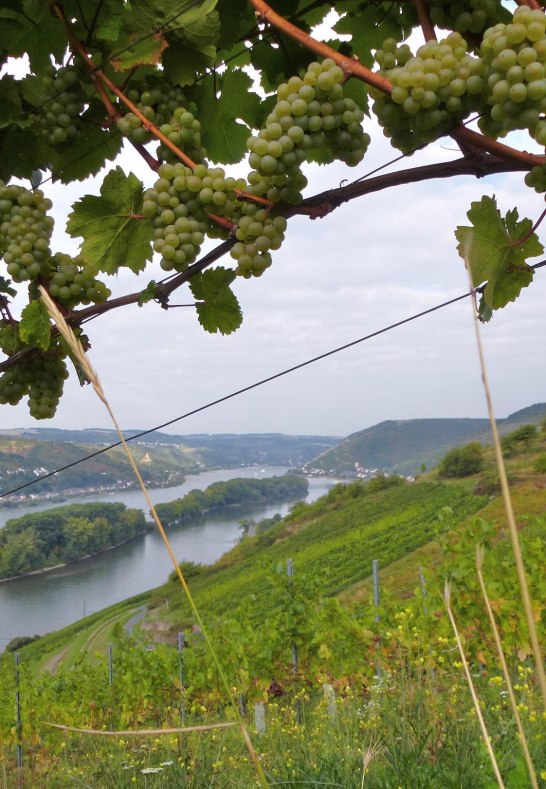 Weinberge | © Weingut Michael Rößler