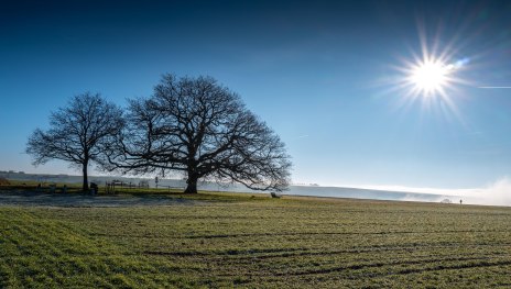 Adolfseiche | © Klaus Breitkreutz