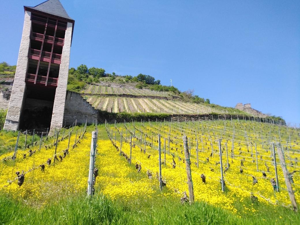 Weinbergslage Bacharacher Posten | © RNT, S. Bohr