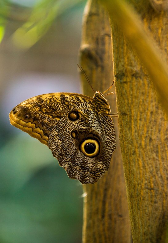 Schmetterling_ | © Henry Tornow/Romantischer Rhein Tourismus GmbH