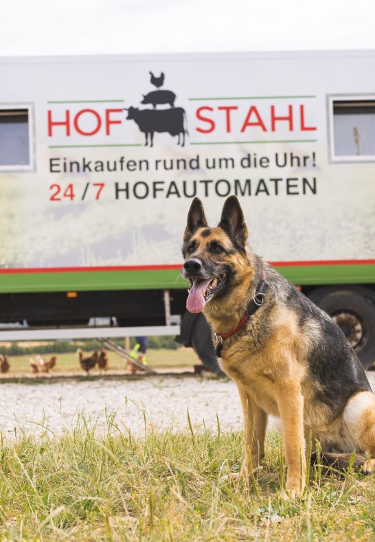 Hof Stahl Hund | © Hof Stahl