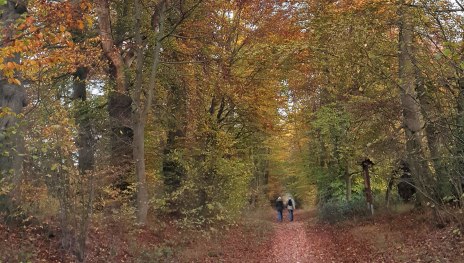 Baumallee Bassenheim im Herbstlaub | © Lena Beck