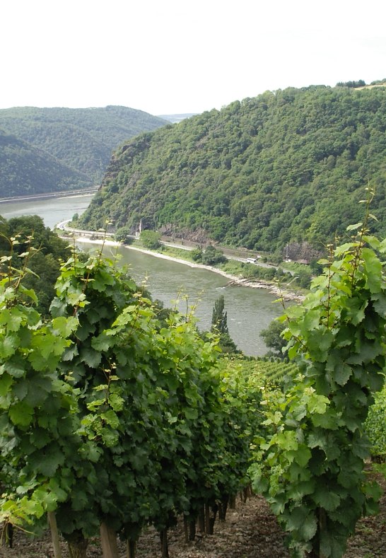 Vineyard on the Loreley | © Rheintouristik Tal der Loreley e.V.