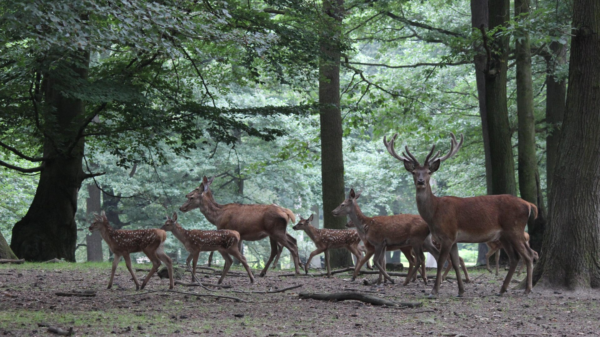 Rehe | © Tessa von Lüdinghausen