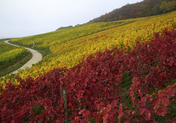 Weinberge bei Rüdesheim | © Friedrich Gier