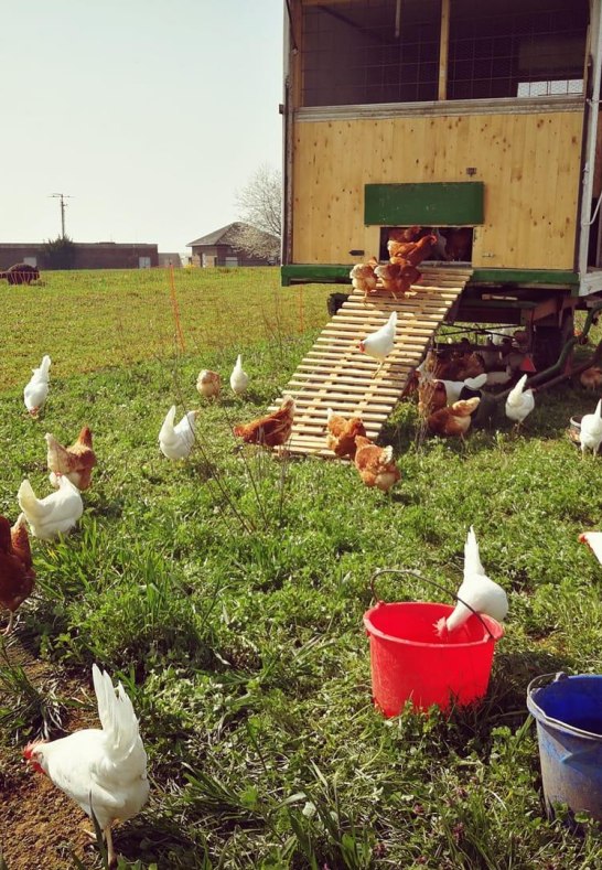 Unsere glücklichen Hühner | © Familie Kirschhöfer
