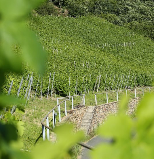 Weinberge | © Winzergenossenschaft Bornich