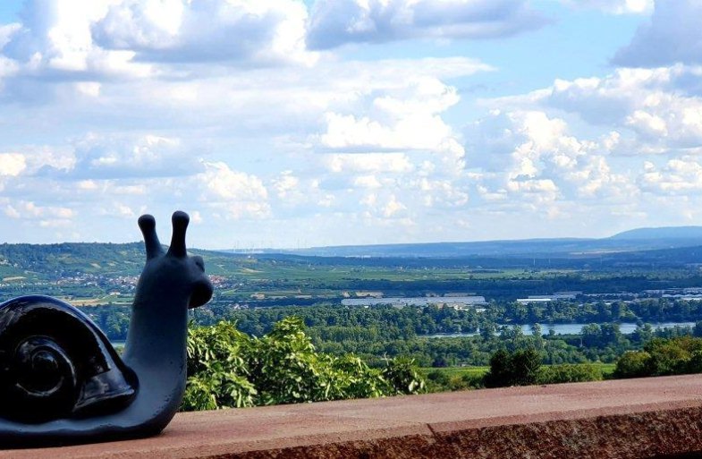 Ausblick Rheinblick | © Weingut Hof Rheinblick