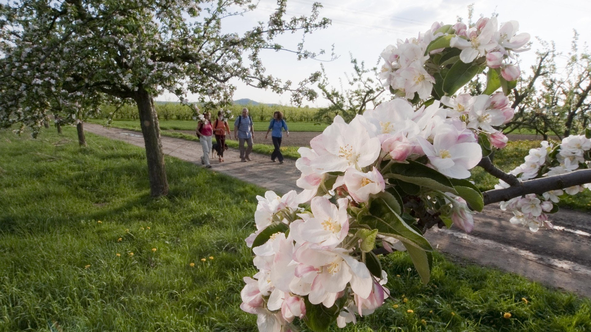 Streuobstwiesenweg Baumallee | © Klaus-Peter Kappest