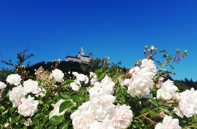 Rosen vor Marksburg | © katharina Schattner