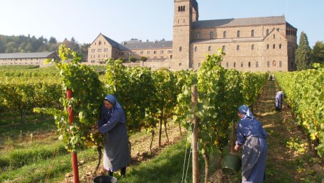 Weinlese | © Vereinigung der Benediktinerinnen zu St. Hildegard