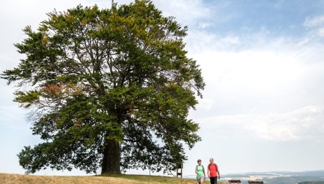 Lahn-Taunus-2019-671-Heisebäumchen, Dachsenhausen | © Foto: Dominik Ketz / Lahn-Taunus-Touristik e.V., Foto: Dominik Ketz / Lahn-Taunus-Touristik e.V.