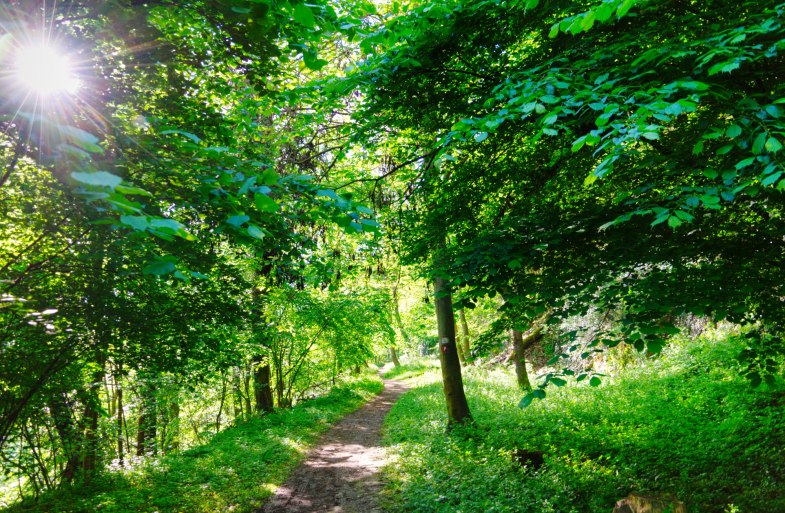 Der RheinBurgenWeg bei St. Goar | © rheingucken.de