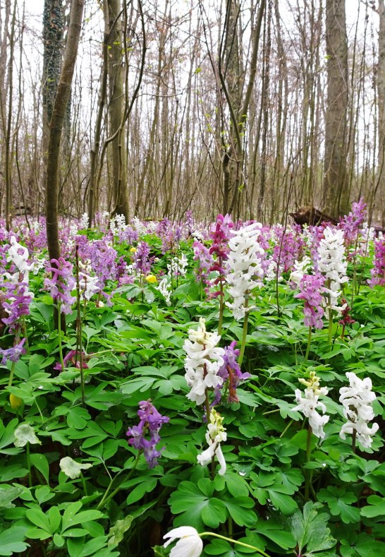 blühender Waldboden | © Naturpark Rhein-Westerwald