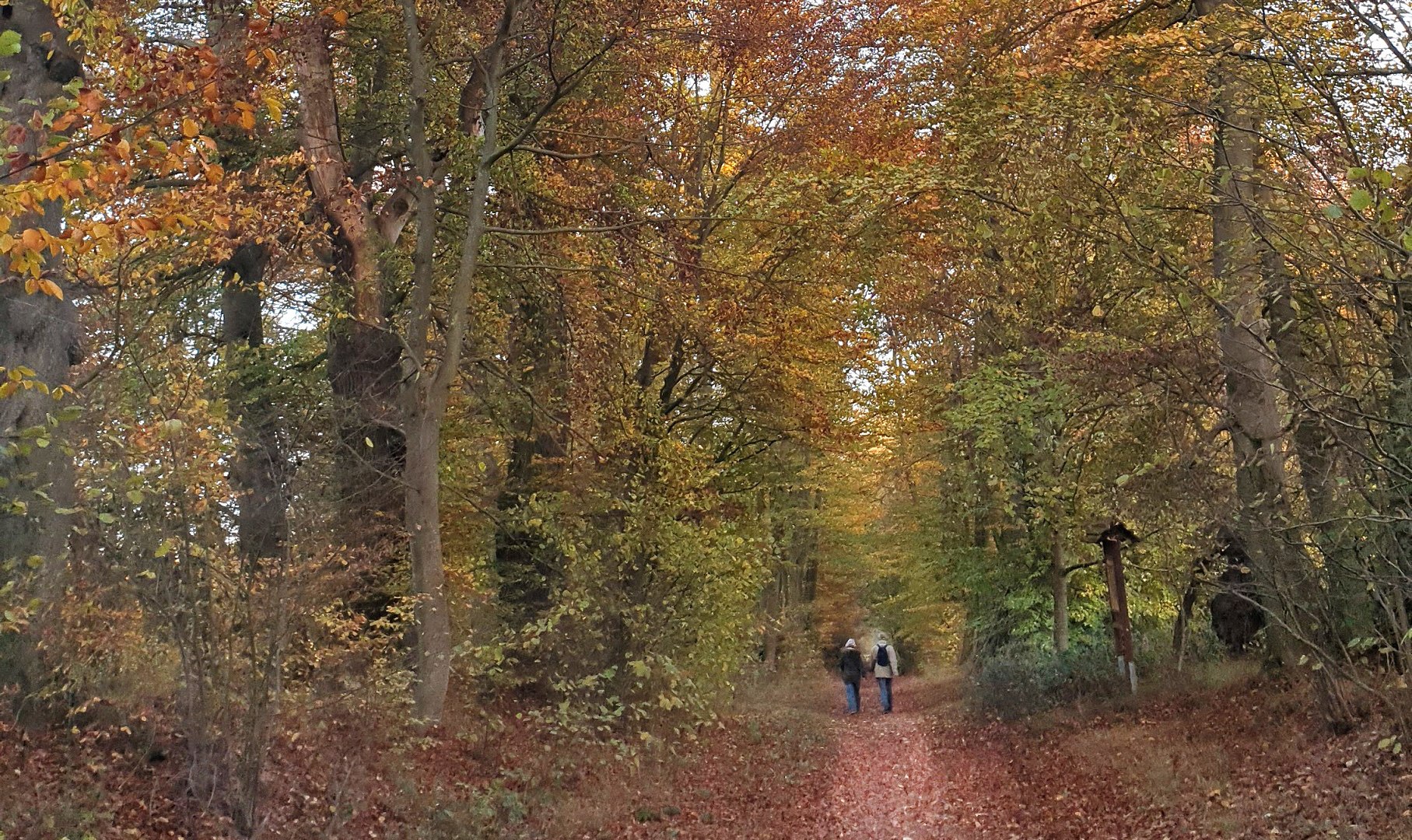 Baumallee Bassenheim im Herbstlaub | © Lena Beck