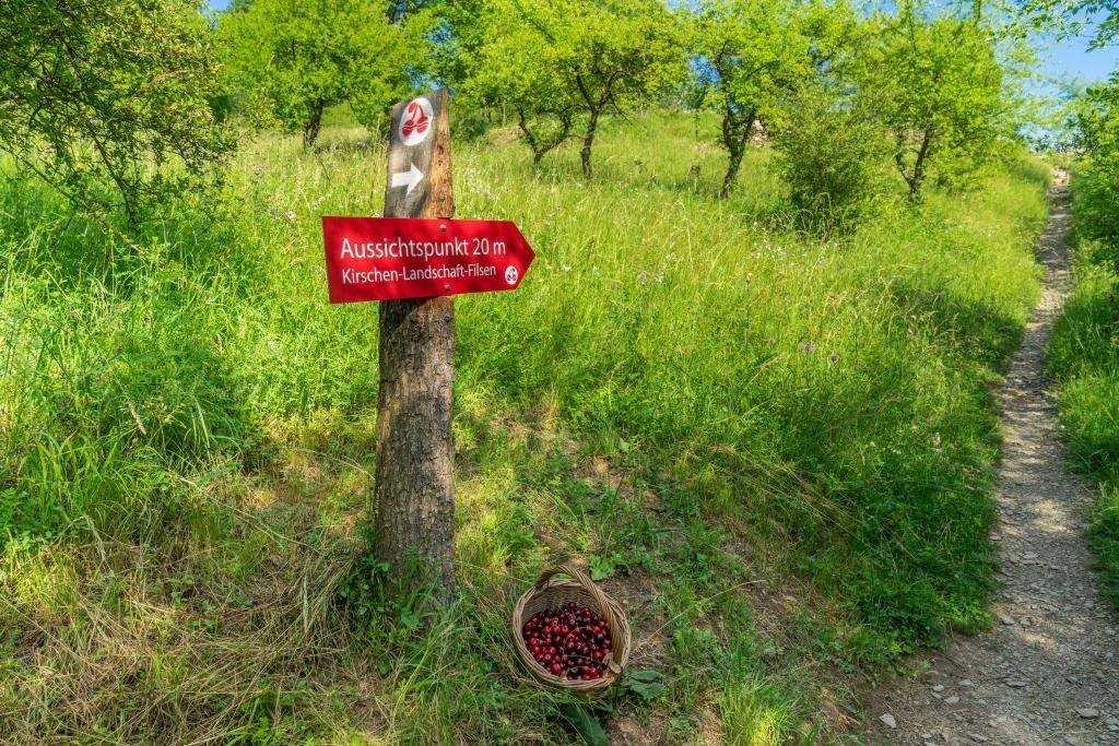 Auf dem Kirschenpfad in Filsen | © Katja Verhoeven