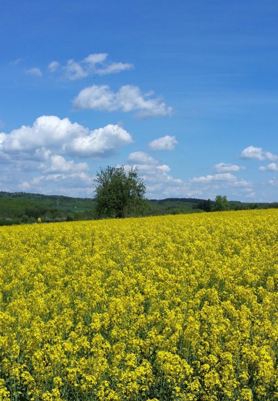 Mitten in der Natur! | © Margit Gronen