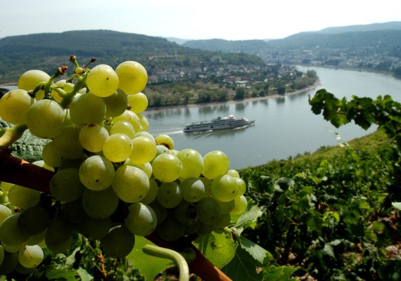 Blick vorbei an Weinrebe auf den Rhein bei Boppard | © H. Piel / Piel Media