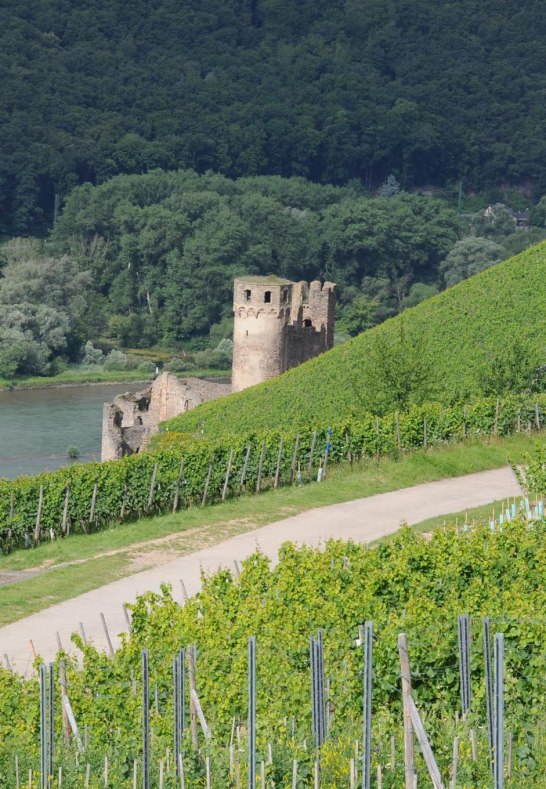 Blick von Weinberge auf Ruine Ehrenfels | © Hotel Krone Rüdesheim