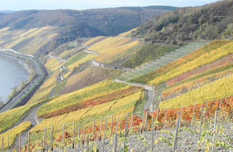 Bopparder Hamm Herbst | © Tourist Information Boppard