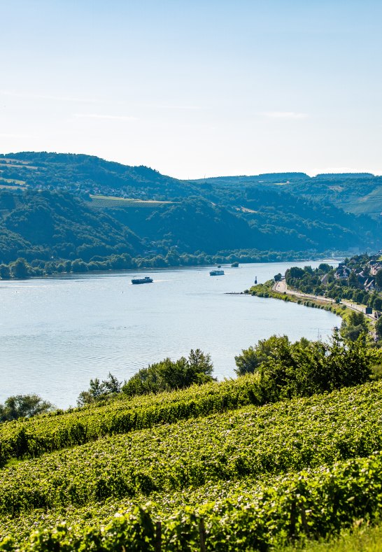 View of the vineyards near Lorch | © Romantischer Rhein Tourismus GmbH / Henry Tornow