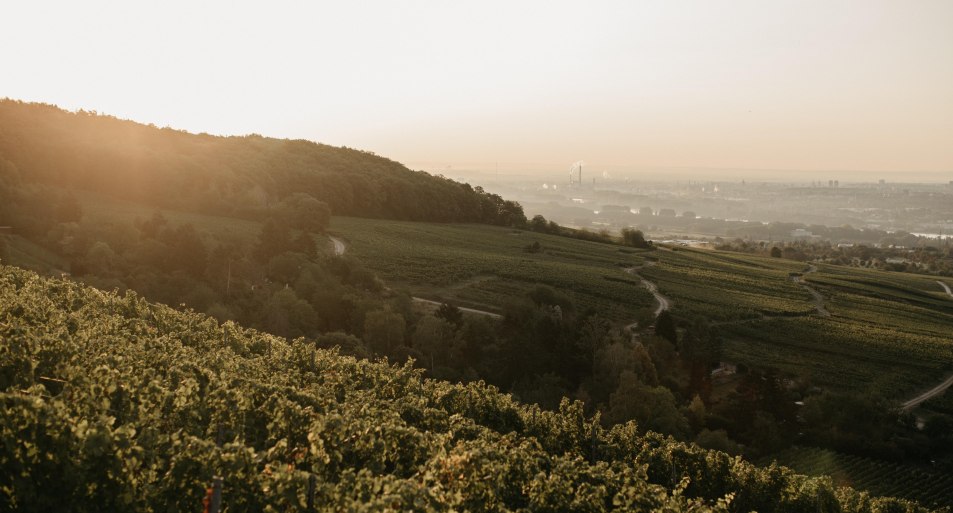 Ausblick Weinbergshaus by Diefenhardt | © Weingut Diefenhardt