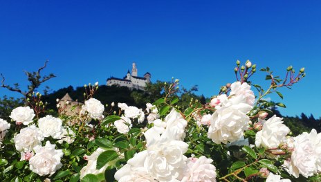 Rosen vor Marksburg | © katharina Schattner