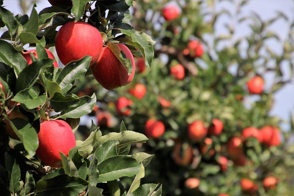 Äpfel | © Pixabay