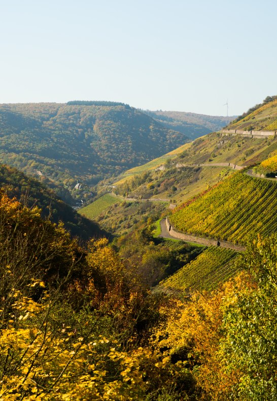 Weinberge bei Oberwesel | © Henry Tornow