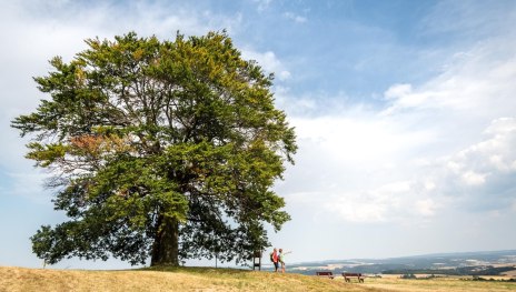 Lahn-Taunus-2019-669-Heisebäumchen, Dachsenhausen | © Foto: Dominik Ketz / Lahn-Taunus-Touristik e.V., Foto: Dominik Ketz / Lahn-Taunus-Touristik e.V.