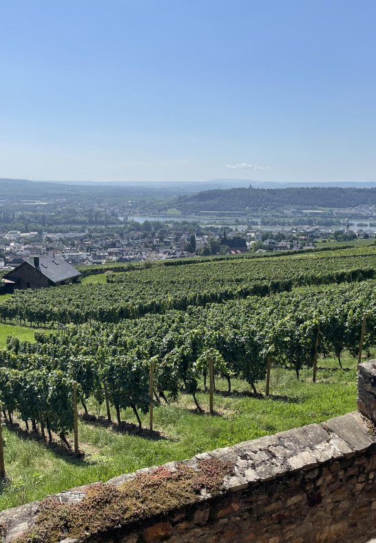 Blick von der Abtei St. Hildegard auf Rüdesheim am