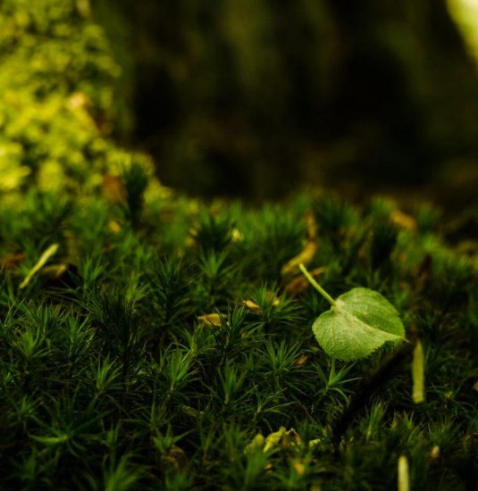 Waldbaden Moos | © Gabriele Arzdorf